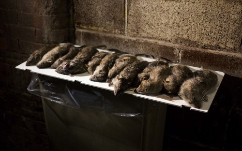 Urban Rat Hunting