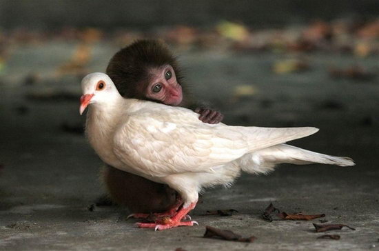Animal lovers across species show of affection (15)