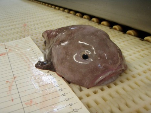 Blobfish