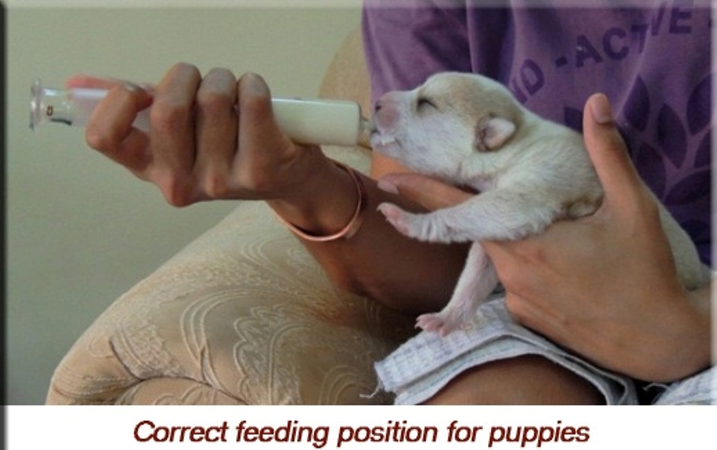 Correct feeding position for puppies