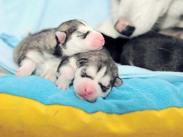 Newborn husky, very cute (1)
