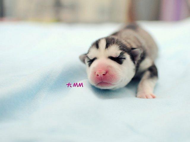 Newborn husky, very cute (5)