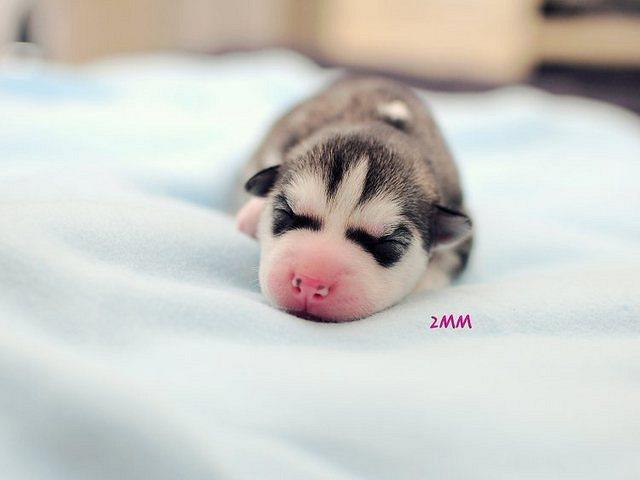 Newborn husky, very cute (6)