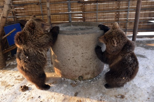 Kosovo Bears at Bamex Hipermarket 2012