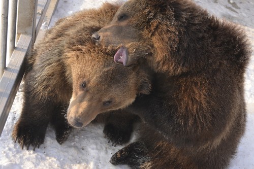 Kosovo Bears at Bamex Hipermarket 2012