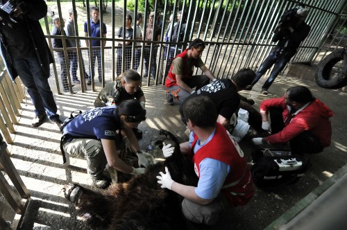 BROWN BEARS RESCUE IN KOSOVO 2013