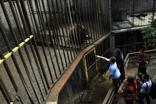 BROWN BEARS RESCUE IN KOSOVO 2013