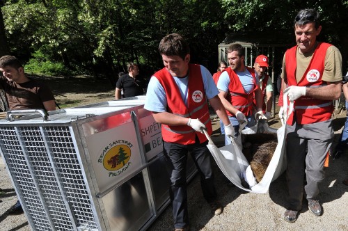 BROWN BEARS RESCUE IN KOSOVO 2013