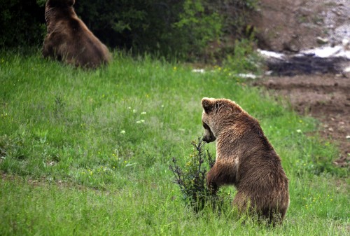 BROWN BEARS RESCUE IN KOSOVO 2013