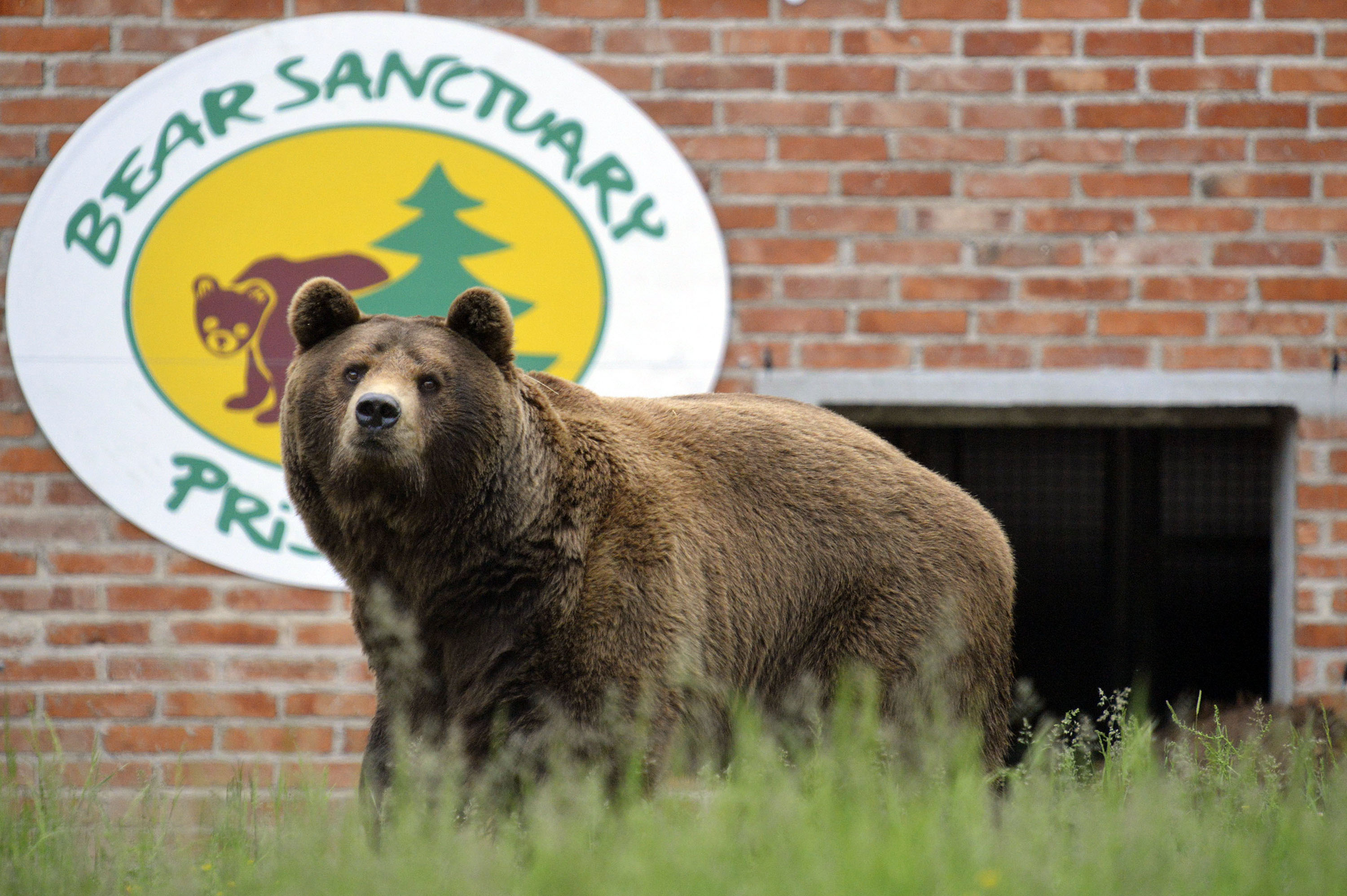 BROWN BEARS RESCUE IN KOSOVO 2013