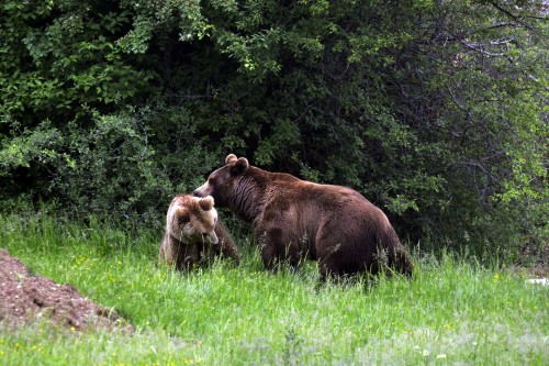 BROWN BEARS RESCUE IN KOSOVO 2013