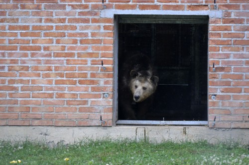 BROWN BEARS RESCUE IN KOSOVO 2013