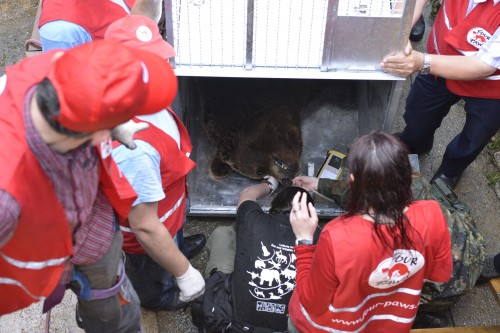 BROWN BEARS RESCUE IN KOSOVO 2013