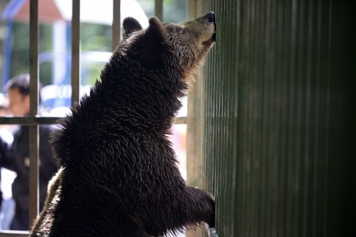 BROWN BEARS RESCUE IN KOSOVO 2013