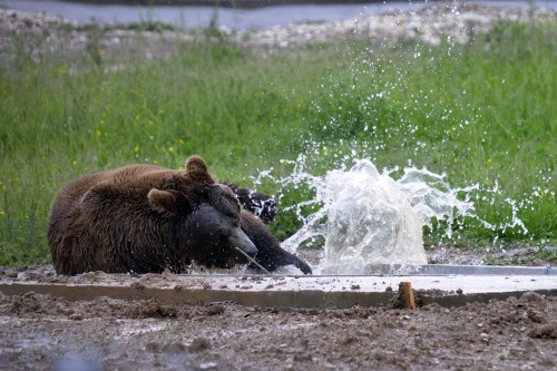 BROWN BEARS RESCUE IN KOSOVO 2013