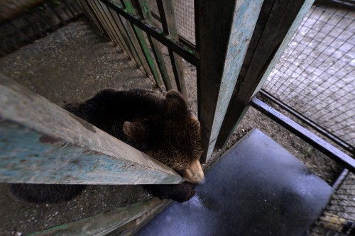 BROWN BEARS RESCUE IN KOSOVO 2013