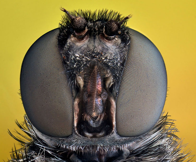 bee-fly-Hemipenthe_2508292k