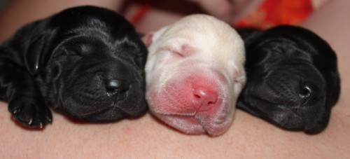 caspar ashes puppies 11-18-11