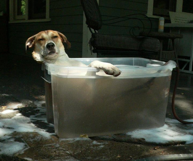 funny-animals-taking-baths-001