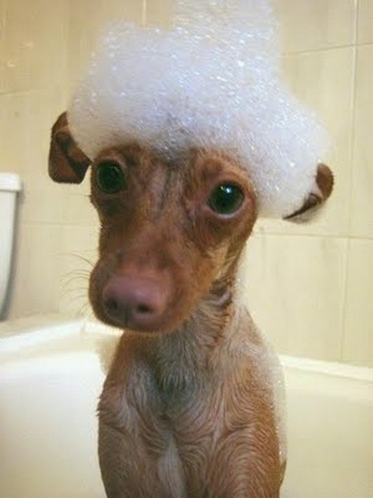 funny-animals-taking-baths-025