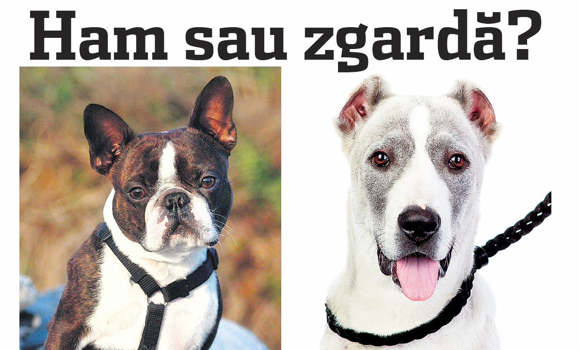 Important De Stiut Ham Vs Zgardă