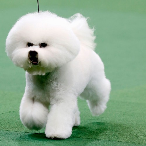 honor-bichon-frise_2478578k