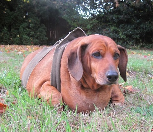 Obie, Tekelul obez, primul câine intrat în program de slăbire „Weight Watchers” Vezi cum arată acum!