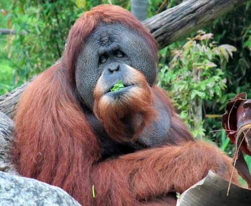 orangutan - endangered species - Satu -