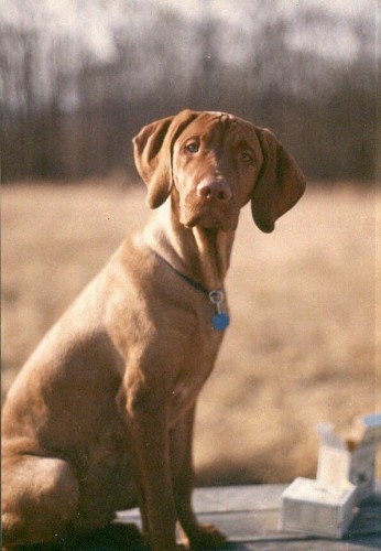 vizsla01