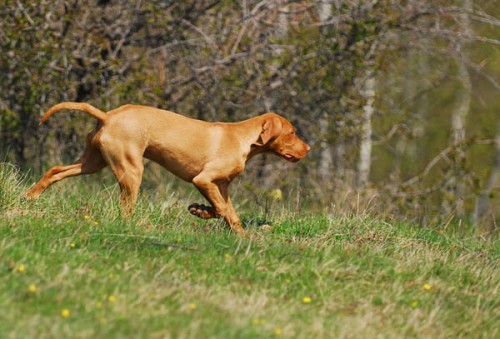 vizsla_maghiara_b_11