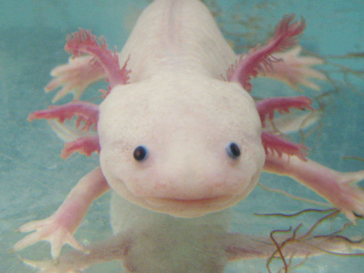 Axolotl care stă în apă