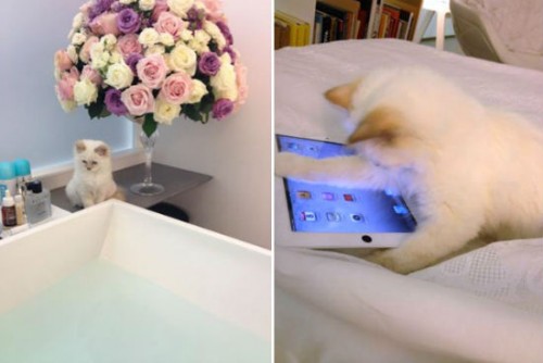 Karl-Lagerfeld-cat-Choupette-Lagerfeld-Twitter