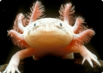 axolotl-close-up
