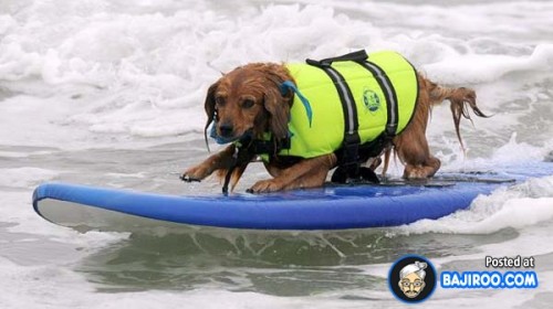 funny-dogs-surfing-on-wave-water-sea-pics-images-10