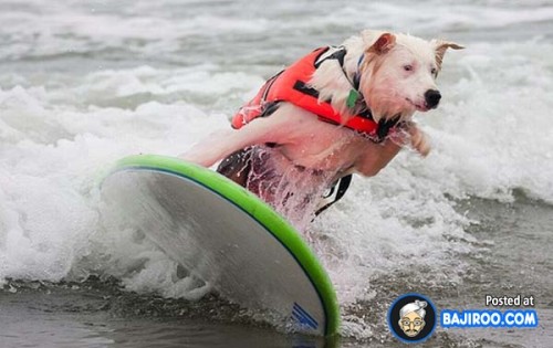 funny-dogs-surfing-on-wave-water-sea-pics-images-11