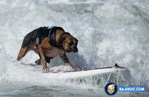funny-dogs-surfing-on-wave-water-sea-pics-images-12