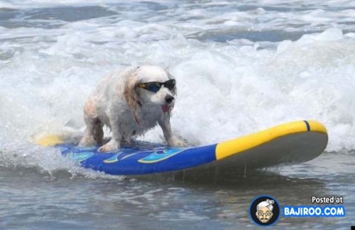 funny-dogs-surfing-on-wave-water-sea-pics-images-13