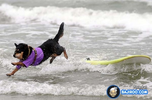 funny-dogs-surfing-on-wave-water-sea-pics-images-14