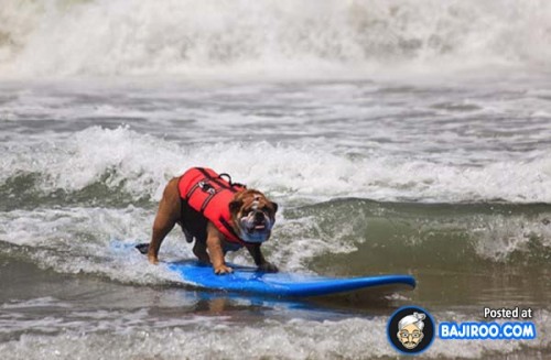 funny-dogs-surfing-on-wave-water-sea-pics-images-15