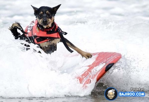 funny-dogs-surfing-on-wave-water-sea-pics-images-16