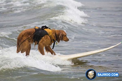 funny-dogs-surfing-on-wave-water-sea-pics-images-18