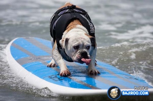 funny-dogs-surfing-on-wave-water-sea-pics-images-19