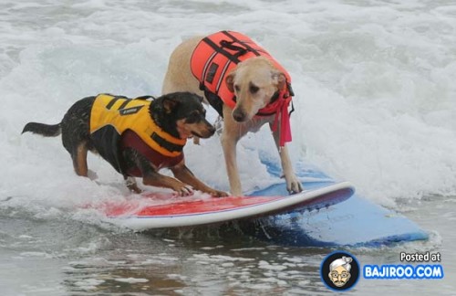 funny-dogs-surfing-on-wave-water-sea-pics-images-2