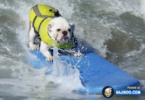 funny-dogs-surfing-on-wave-water-sea-pics-images-20