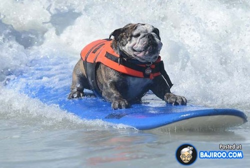 funny-dogs-surfing-on-wave-water-sea-pics-images-21