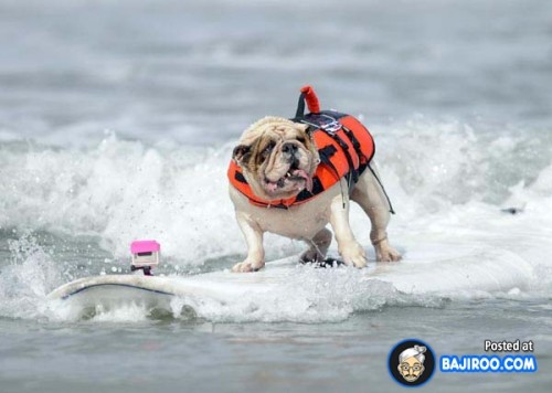 funny-dogs-surfing-on-wave-water-sea-pics-images-22