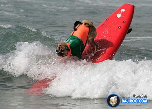 funny-dogs-surfing-on-wave-water-sea-pics-images-23