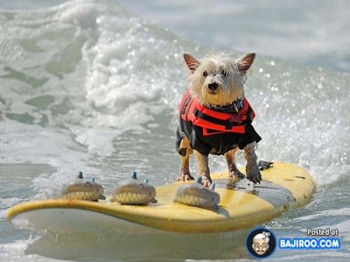 funny-dogs-surfing-on-wave-water-sea-pics-images-24