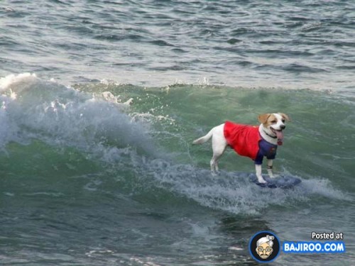 funny-dogs-surfing-on-wave-water-sea-pics-images-25
