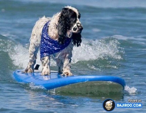 funny-dogs-surfing-on-wave-water-sea-pics-images-26